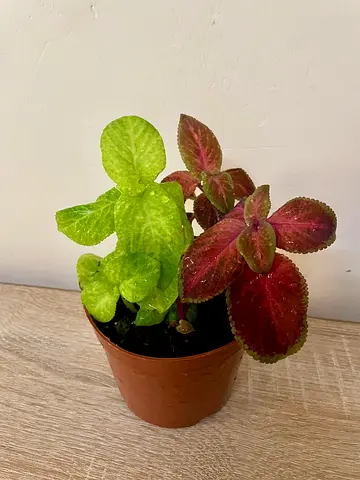 Coleus- small
