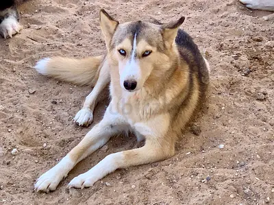 ⭐  Lovely, playful ⭐ Siberian Huskies ⭐ very young