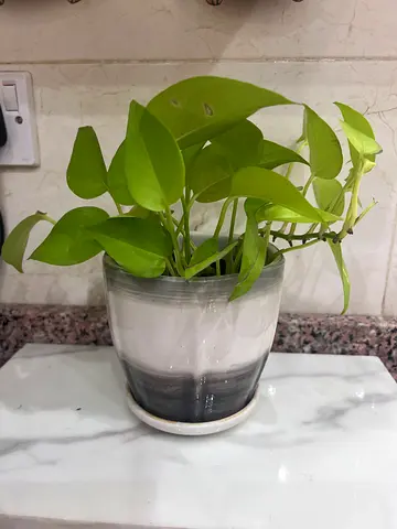 Money plant