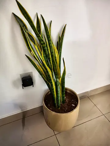 Snake Plant and Pot