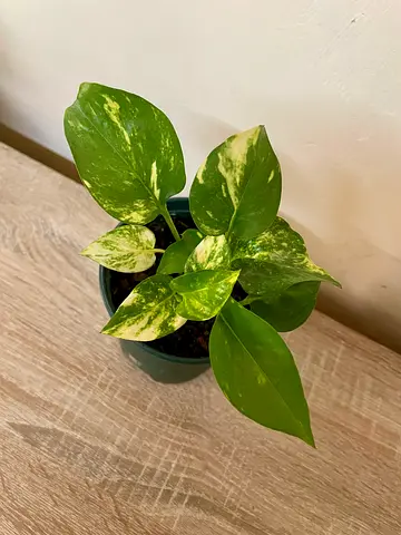 Money Plant - small