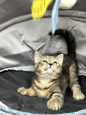 Tabby British shorthair looking for a home — playful and healthy