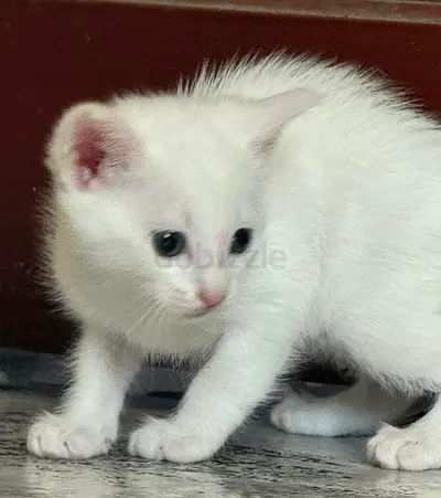 Adorable Kittens for Adoption – Loving Homes Only (Karama Park)