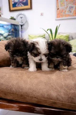 Shitzu puppies for new home