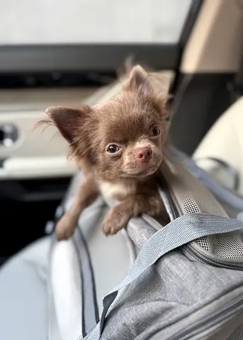 Puppy Chihuahua