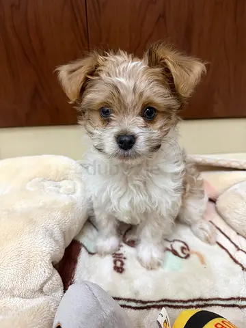 Rehoming 2.5-Month-Old Havanese Puppy 🐶 Loving Home Needed