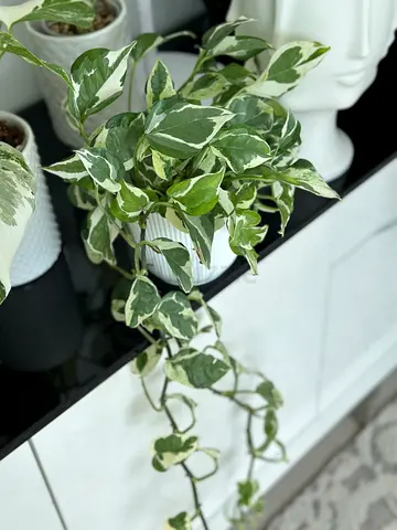 Variegated Pothos (Trailing Houseplant) in Decorative Pot