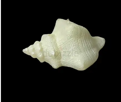 Large Decorative SHELL CANDLE