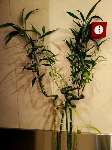 Luscious Bamboo Plants with Glass Vases