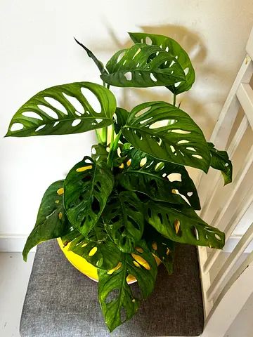 Broken heart monstera plant