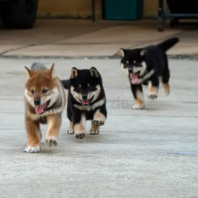 Shiba Inu Puppies