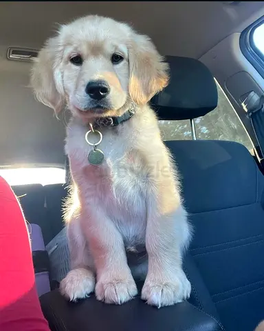 Golden retriever puppy for free adoption