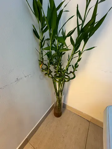 Lucky Bamboo (8 Stalks) with Glass Vase – Indoor Plant