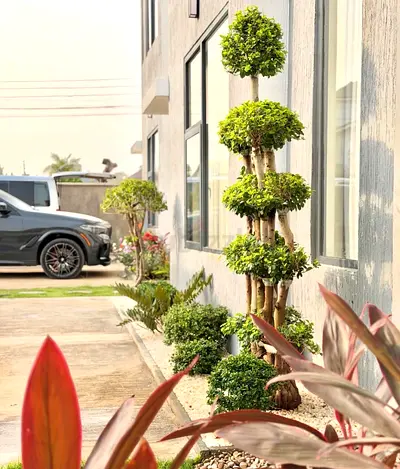 Decorative tiered topiary plants - outdoor/indoor ready