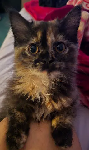 “Super cute fluffy brown kitten 🤎available – playful  healthy 🐱