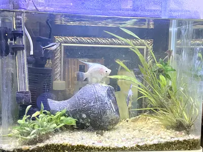 Fish tank with fish