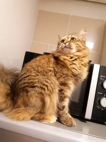 Female cat for free adoption