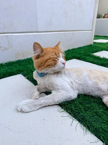 free adoption for cuddly cat