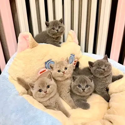 Chocolate British shorthair kittens