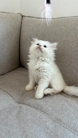 Himalayan female, purebred, 2 months old