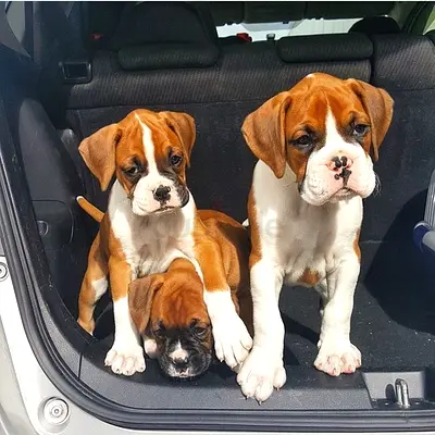 Boxer Puppies
