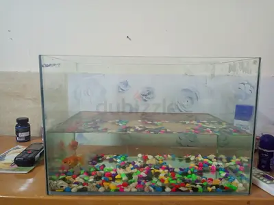 Aquarium with gold fish