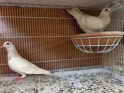 Confirmed breeding pair of rare lemon racing pigeon