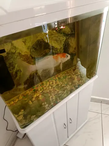Looking for a new home for our fish with aquarium included
