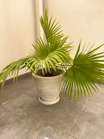 Plant with pot