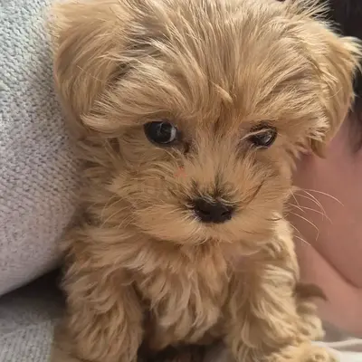 Adorable Male Maltepoo Puppy Available for adoption!