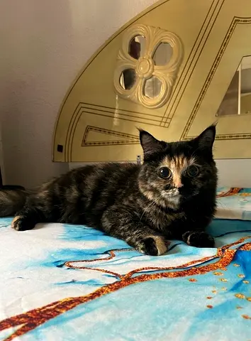 RARE Munchkin British tortoiseshell cat available for adoption