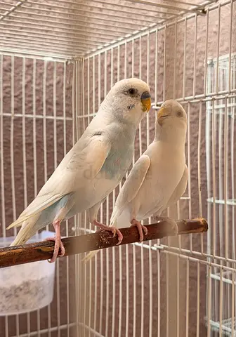 Locally Budgies Good for breeding