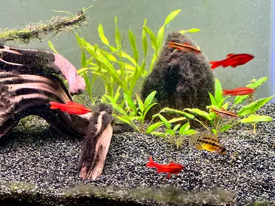 Full Aquarium Tank set up (80 Litres)