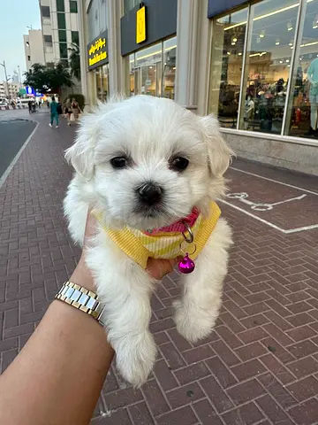 Adorable small white puppy — ready for a loving home