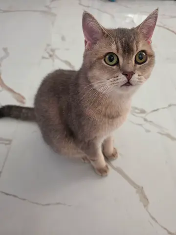 British short hair for adoption