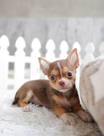 Chihuahua puppies