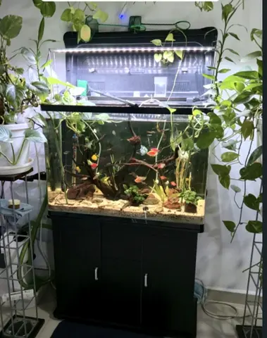 80 x 35 x 56 cm Fish Tank with Stand, Light, Canister Filter  Decorations