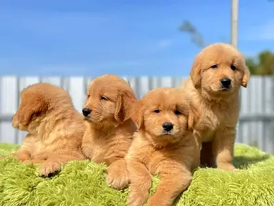 Golden Retriever Puppies