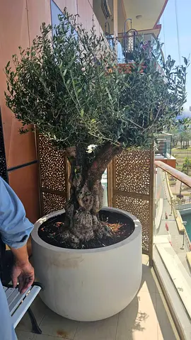 Mature Olive Tree in Large Outdoor Planter - Ready for Balcony/Garden