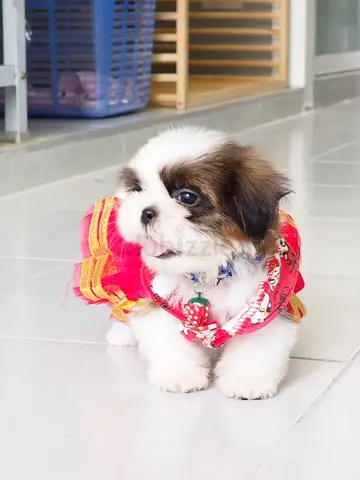 Shih Tzu Puppies