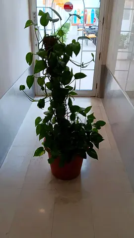 Well Maintained 5ft Tall Money Plant with Pot