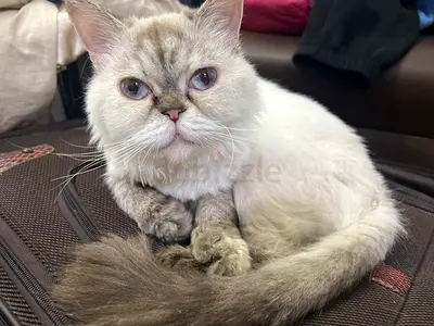 Friendly female Persian Himalayan adult cat, calm indoor companion (ready to rehome) vaccinated