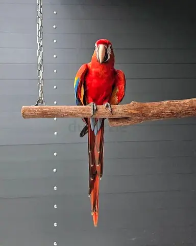 Scarlet Macaw Parrots