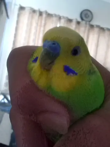 Budgie male