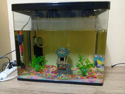 Fish aquarium