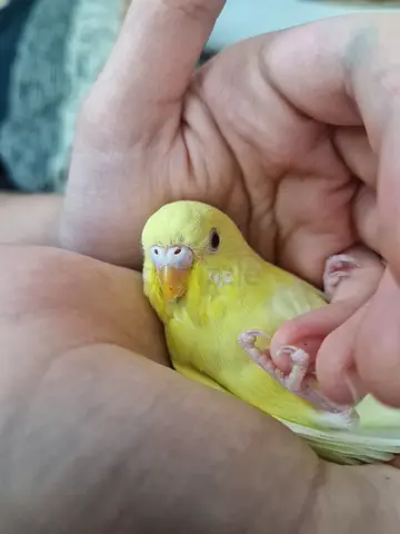 Female budgie 3 months old