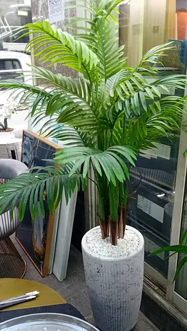 Plants almost new Big Size