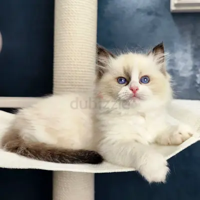 Ragdoll kittens