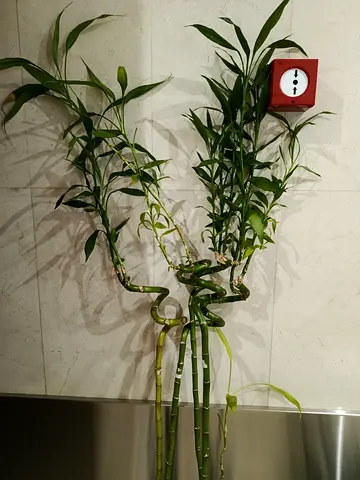 Well Nurtured Indoor Plants looking for a new home