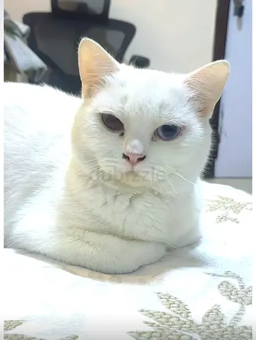 Friendly white cat with heterochromia available for adoption